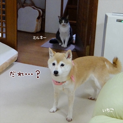 柴犬ひかりといちごと猫ミルキー