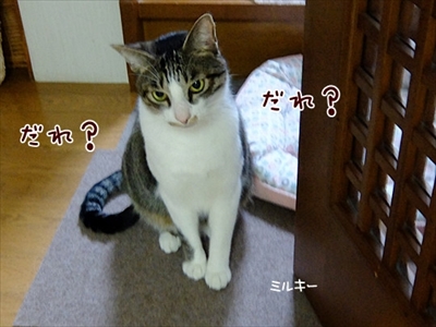 柴犬ひかりといちごと猫ミルキー