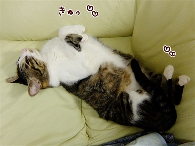 柴犬ひかりといちごと猫ミルキー