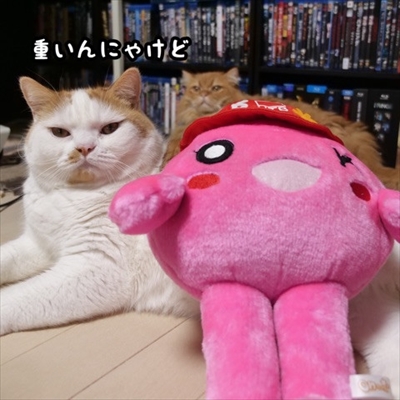 マンチカンズと仲間たち