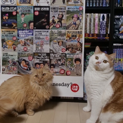 マンチカンズと仲間たち