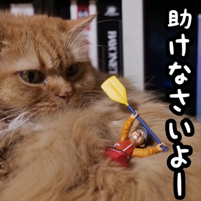 マンチカンズと仲間たち