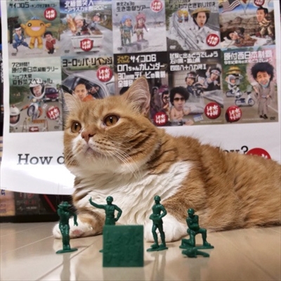 マンチカンズと仲間たち