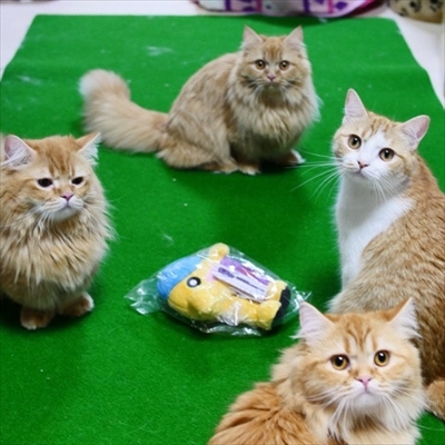 マンチカンズと仲間たち