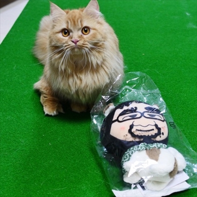 マンチカンズと仲間たち