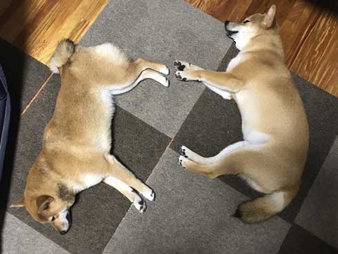 犬 アニメ オープニング 2匹