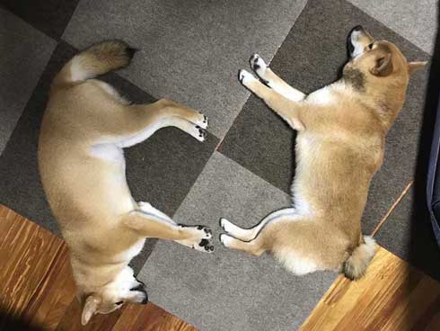 犬 アニメ オープニング 2匹