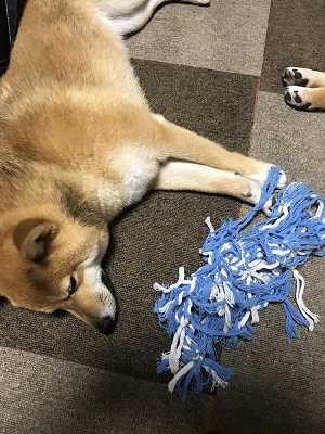 犬 アニメ オープニング 2匹