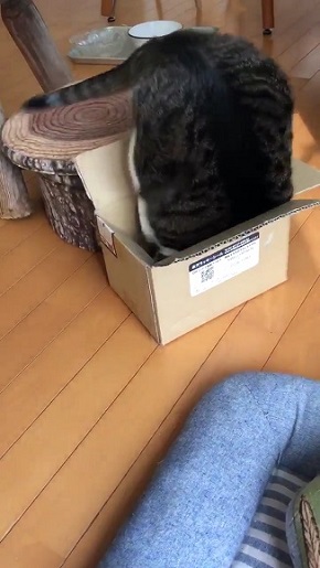 頑張る猫