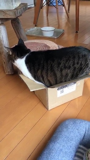 頑張る猫