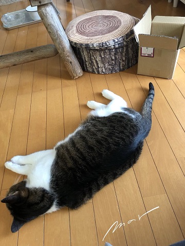 頑張る猫