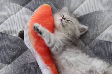 鮭の切り身 えーる