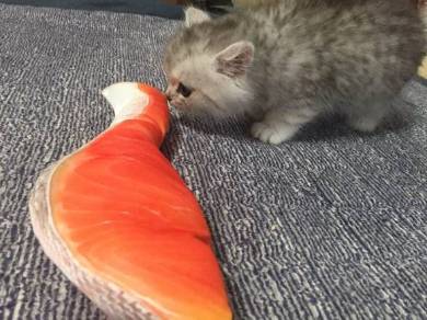 鮭の切り身 えーる