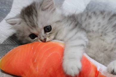 鮭の切り身 えーる