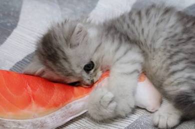 鮭の切り身 えーる