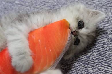 鮭の切り身 えーる