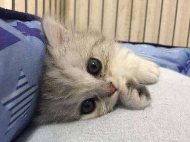 鮭の切り身 えーる