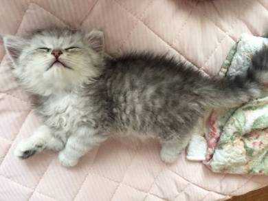 鮭の切り身 えーる