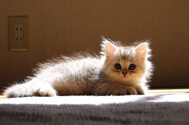 鮭の切り身 えーる