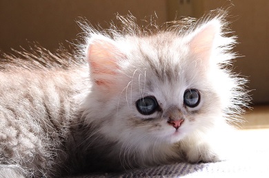 鮭の切り身 えーる