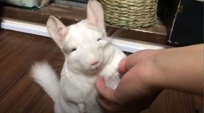 チンチラのレンゲさん