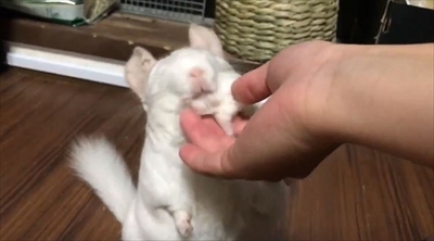 チンチラのレンゲさん
