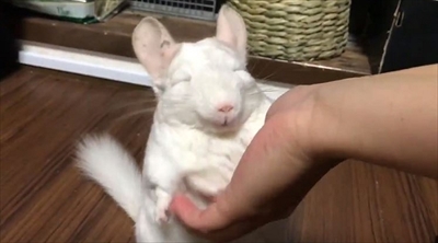 チンチラのレンゲさん