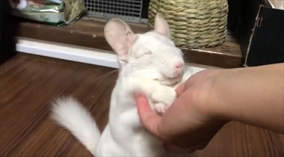 チンチラのレンゲさん