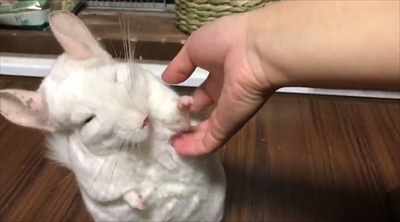 チンチラのレンゲさん