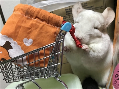 チンチラのレンゲさん