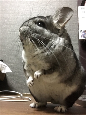 チンチラのレンゲさん