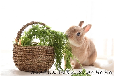 うさぎしんぼる展