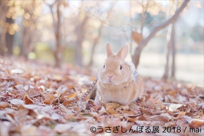 うさぎしんぼる展
