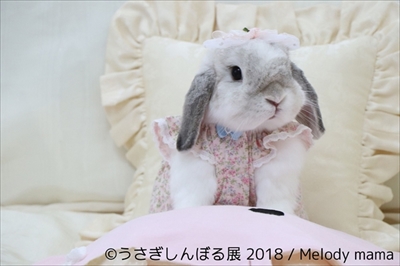 うさぎしんぼる展