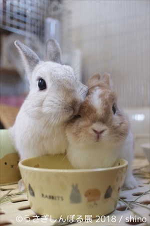 うさぎしんぼる展