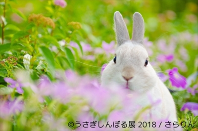 うさぎしんぼる展