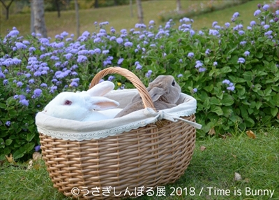 うさぎしんぼる展