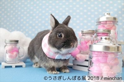 うさぎしんぼる展