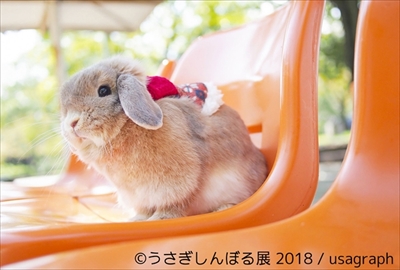 うさぎしんぼる展