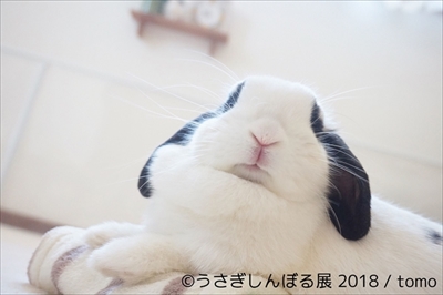 うさぎしんぼる展