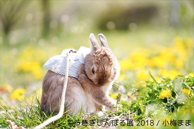うさぎしんぼる展