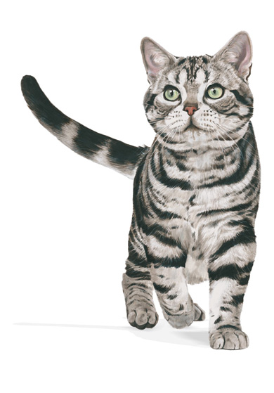 ロイヤルカナン