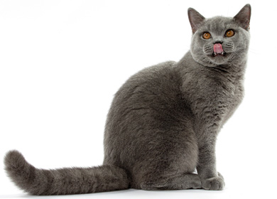 ロイヤルカナン