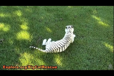 Big Cat Rescue
