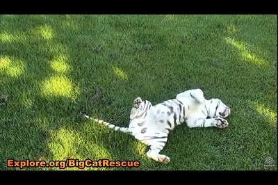 Big Cat Rescue