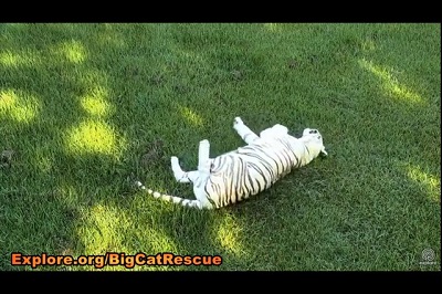 Big Cat Rescue