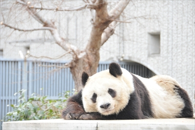 王子動物園タンタン