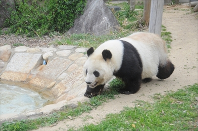 王子動物園タンタン