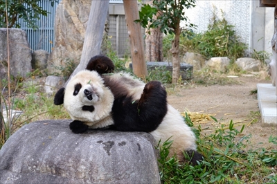 王子動物園タンタン