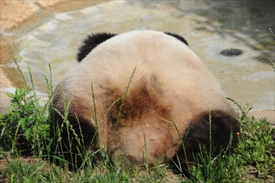 王子動物園タンタン